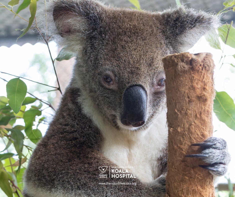 Friendsofthekoala tweet media