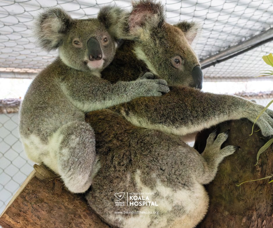 Friendsofthekoala tweet media