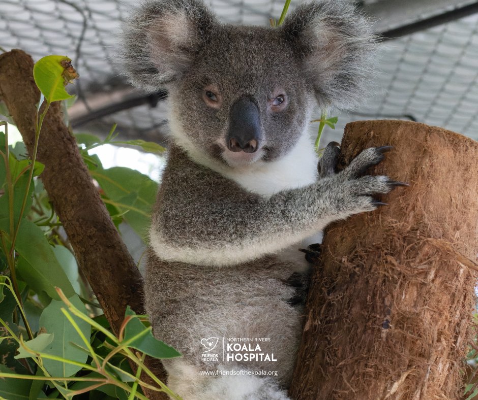Friendsofthekoala tweet media