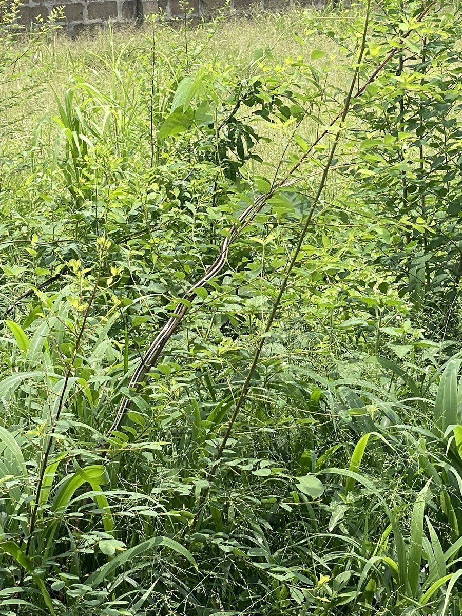 Babalola Esq.⚖️ tweet media