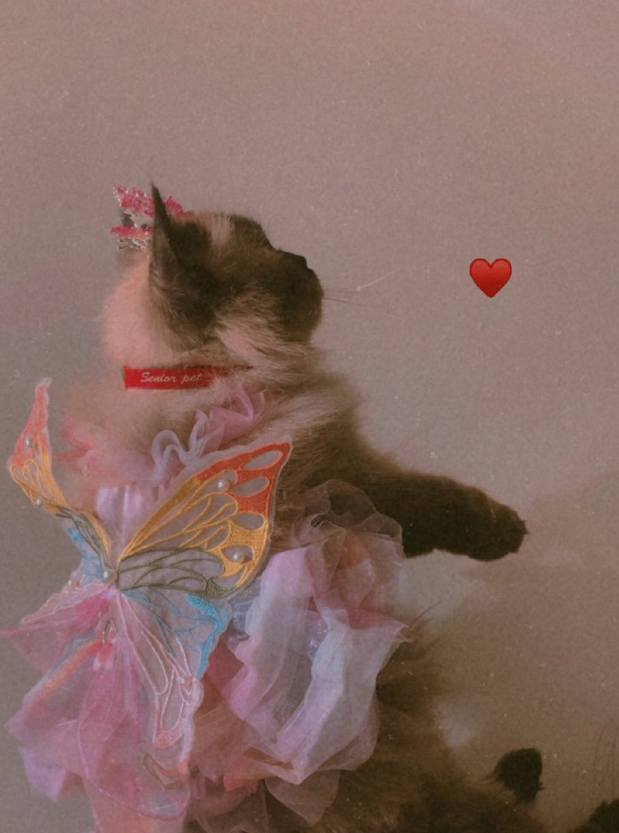 jojo next✨️🤎 tweet media