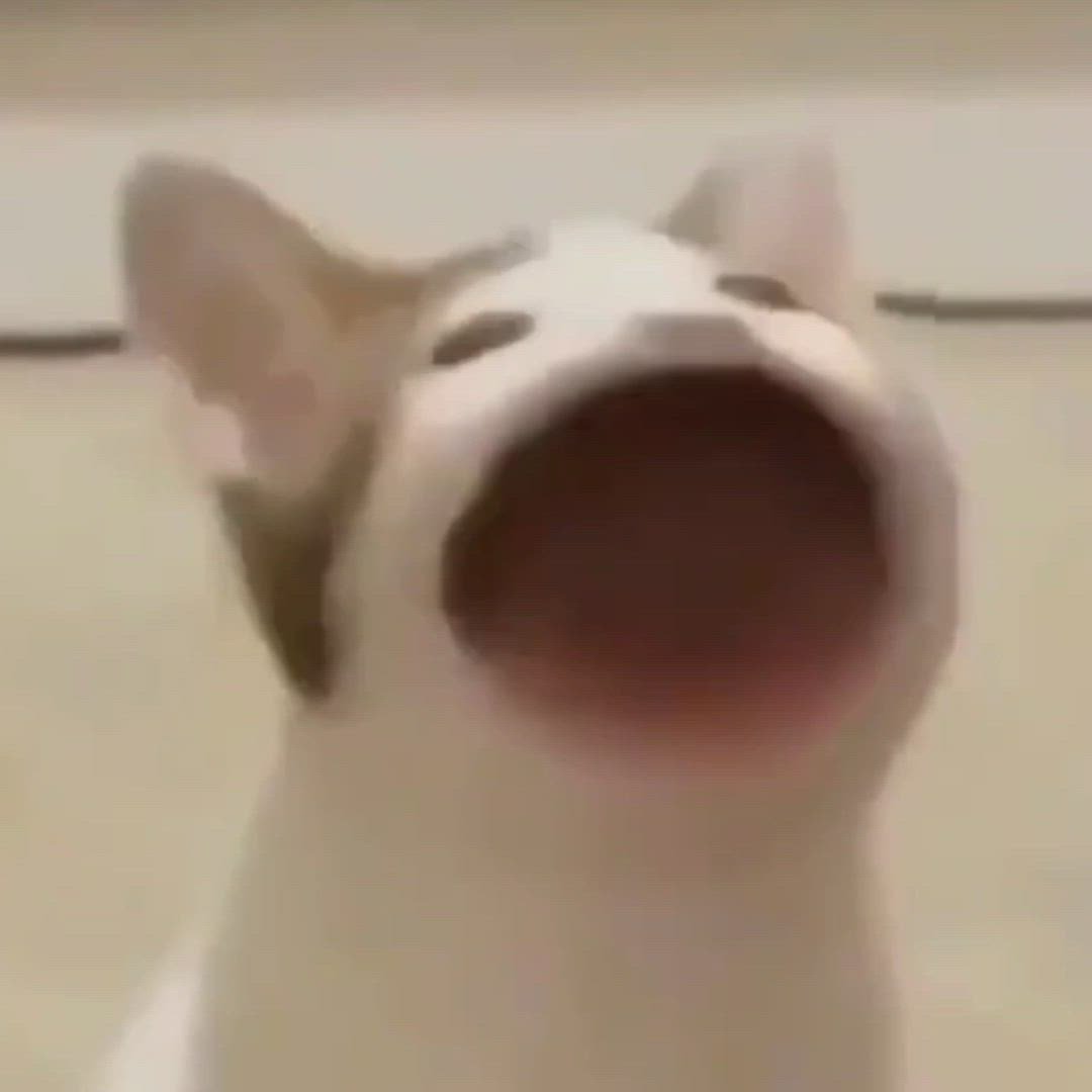 EmirusDisciple tweet media