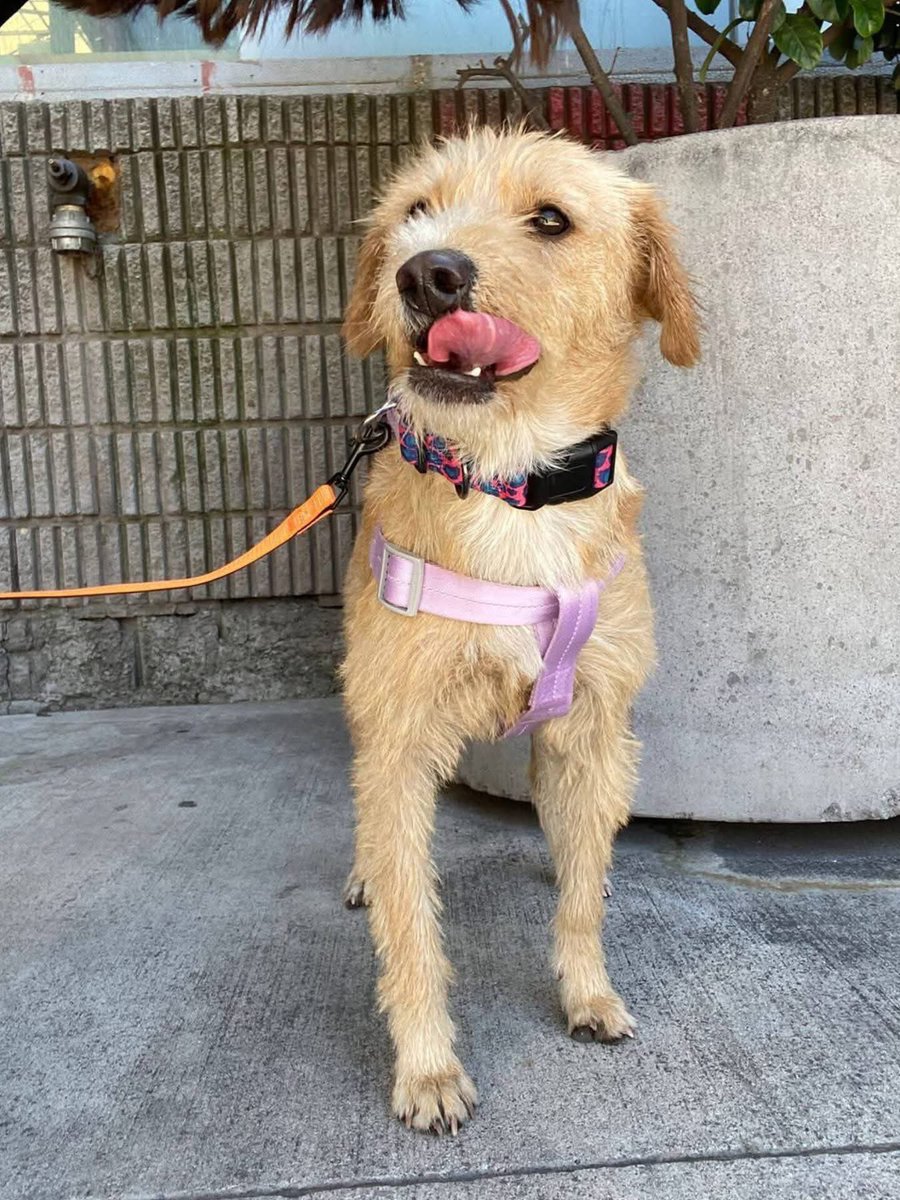 Eve Torres 🇨🇱 tweet media