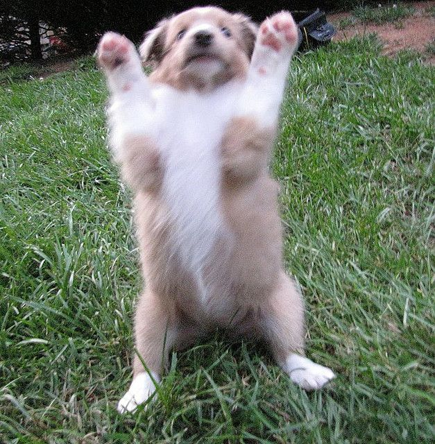 Aspen Woofington P. tweet media