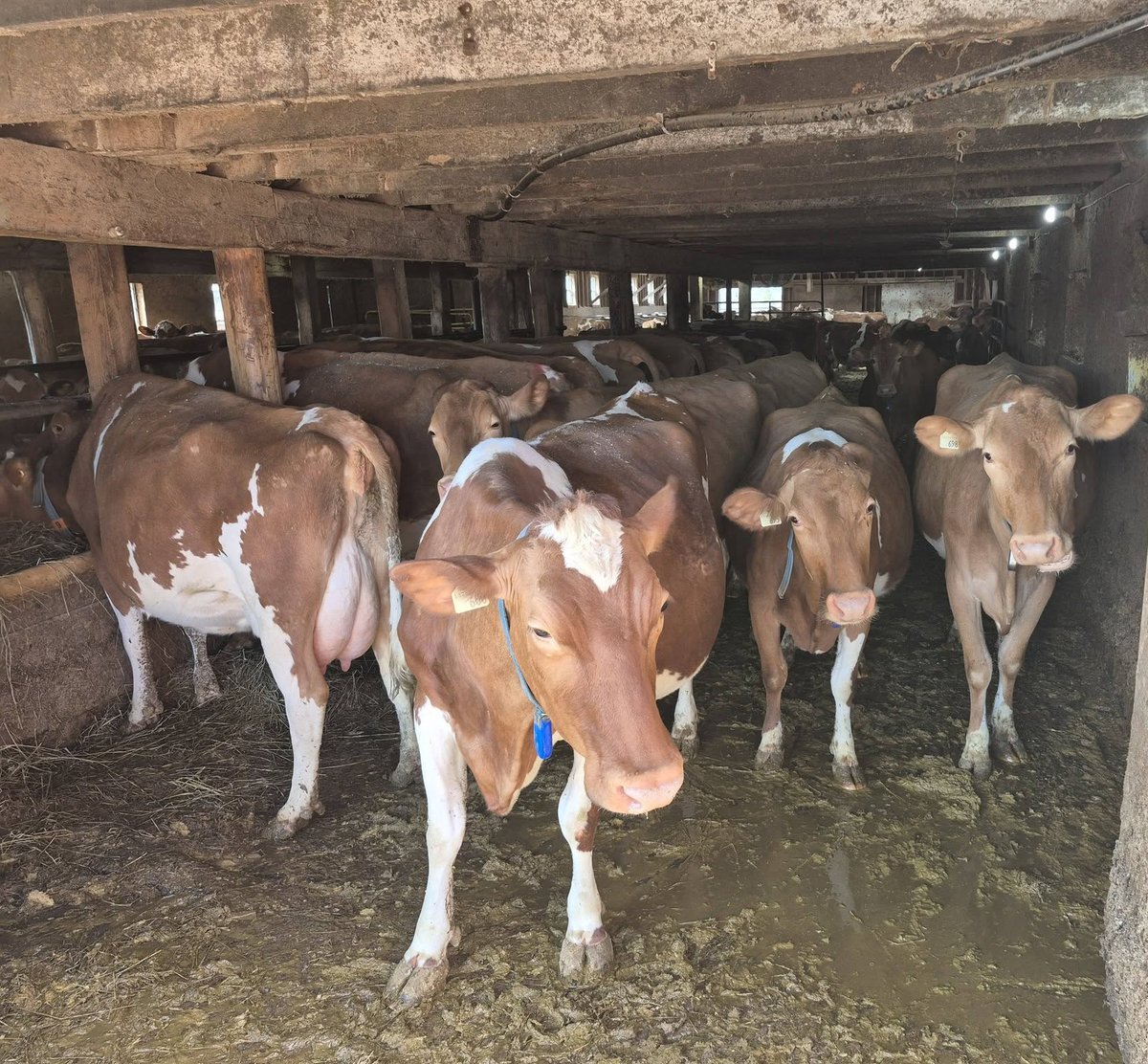 Daniel Allain tweet media