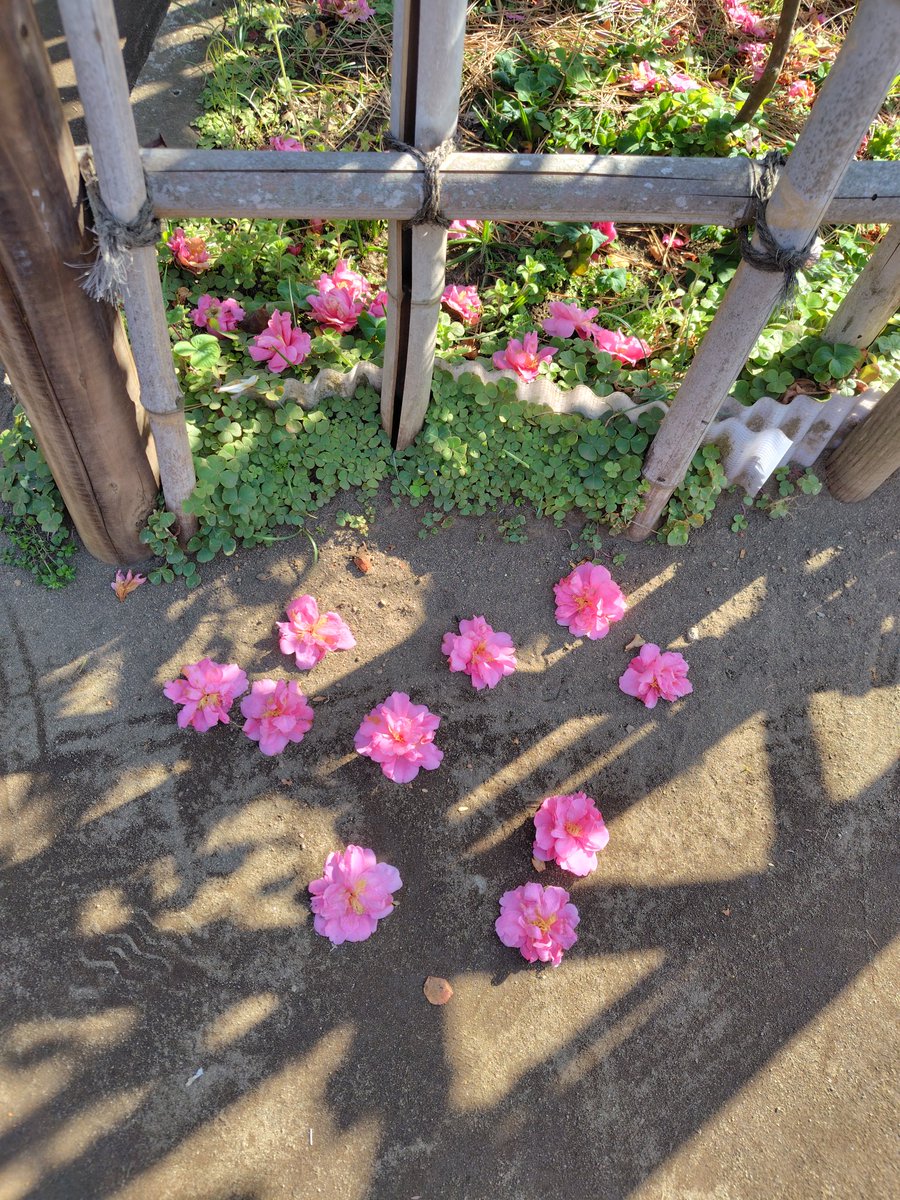 おおいじゅんこ tweet media