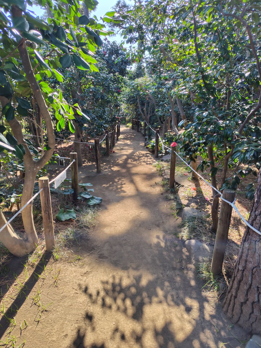 おおいじゅんこ tweet media