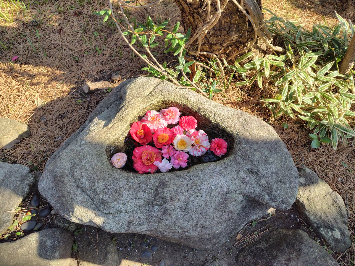 おおいじゅんこ tweet media