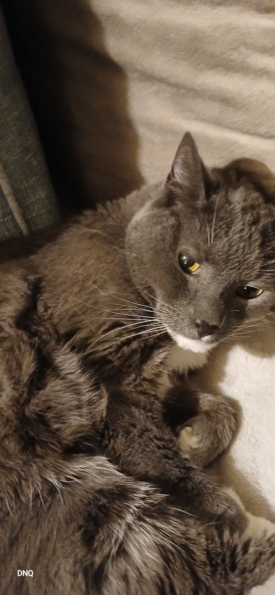 TivaDiva tweet media