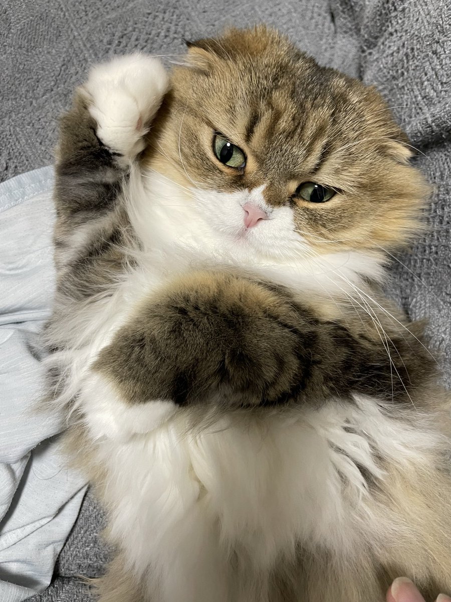 じぃじ@ココのうち tweet media