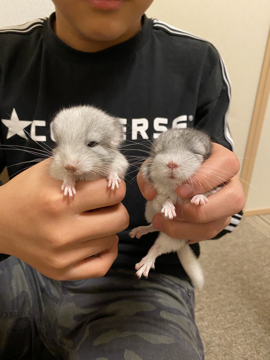 にゃっ君とぺんたんとつみつくとこんぶ tweet media