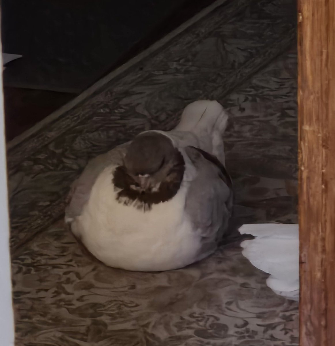 Masha the pigeon tweet media