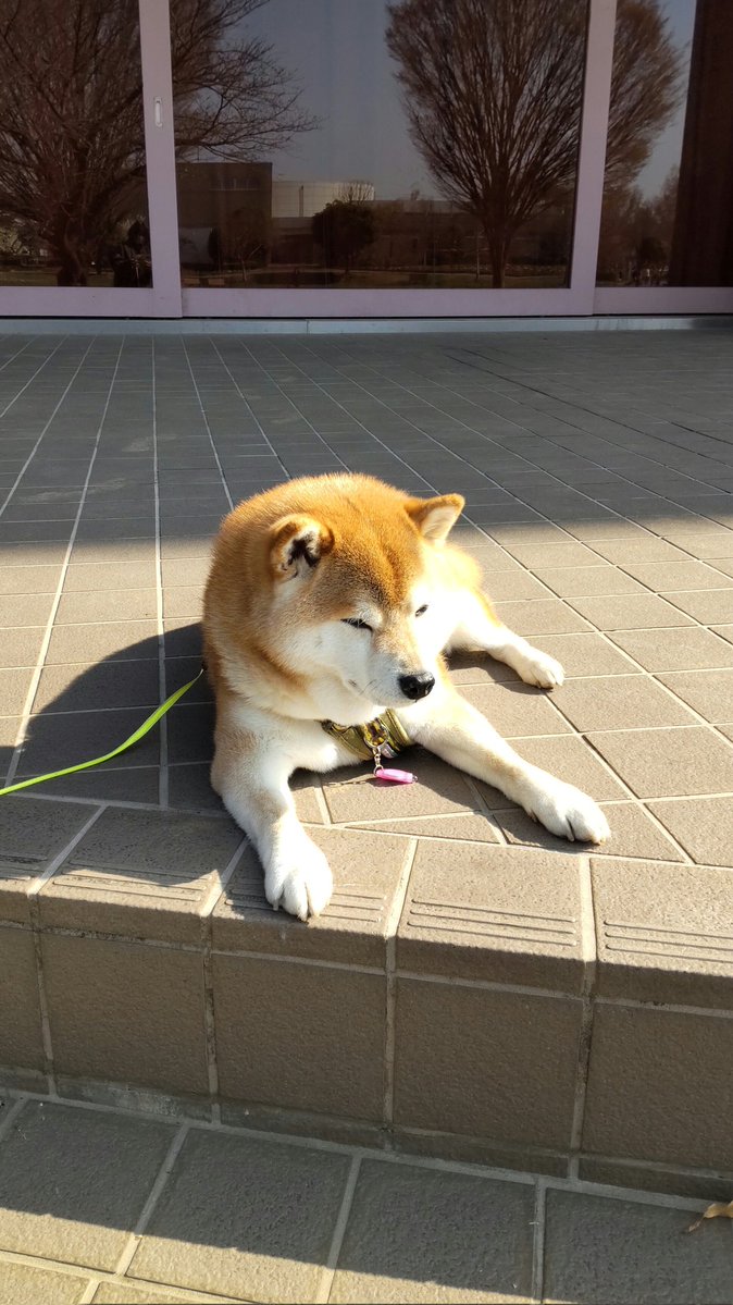 チョビ tweet media