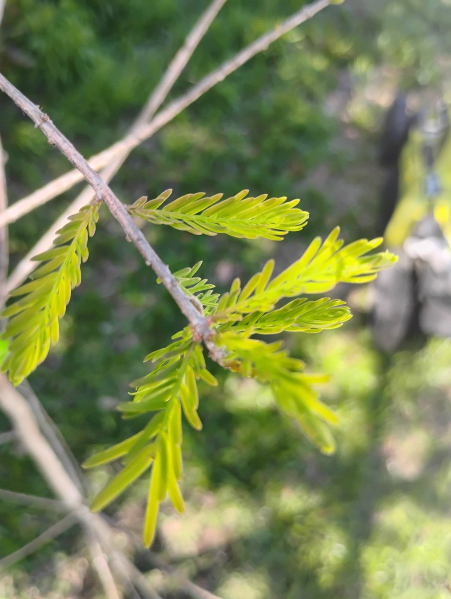 Ted Inserra tweet media