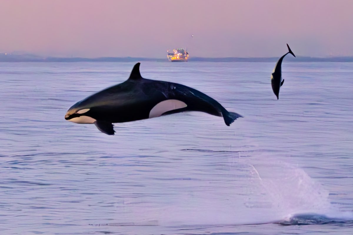 Toad Qui Est Mutant tweet media