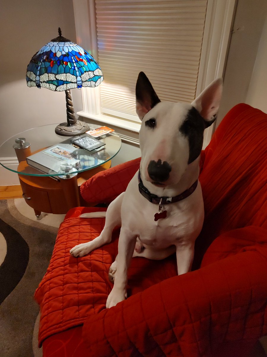 Spike The Rescue Pup & Rex The TV Terrier ®🌈🐾 tweet media