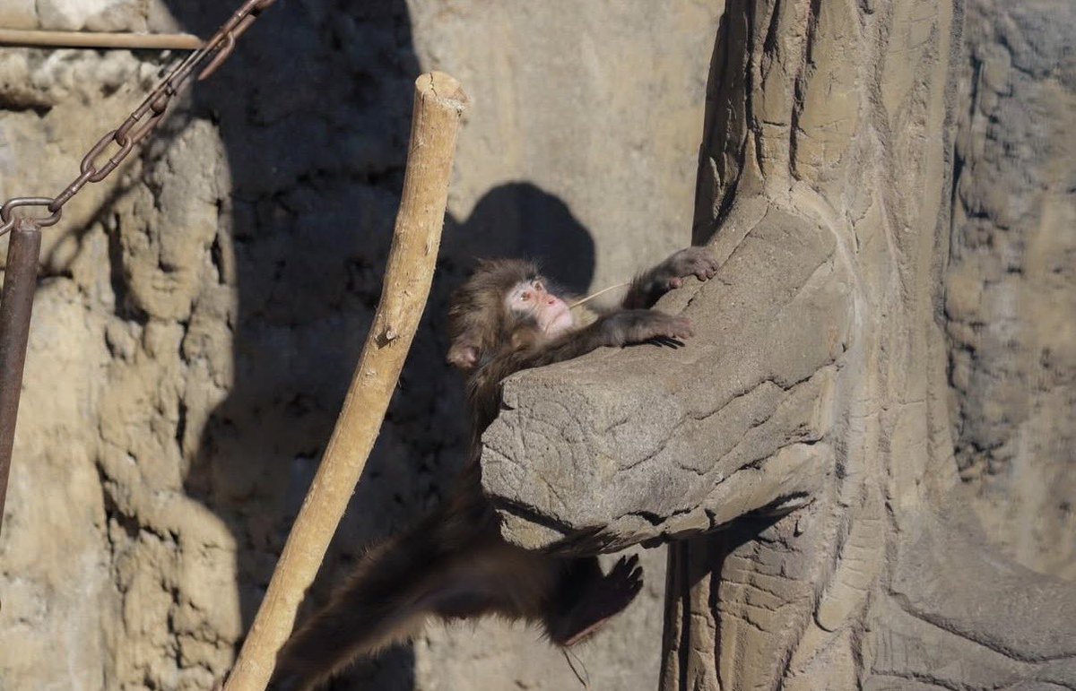 baekhyun_a tweet media