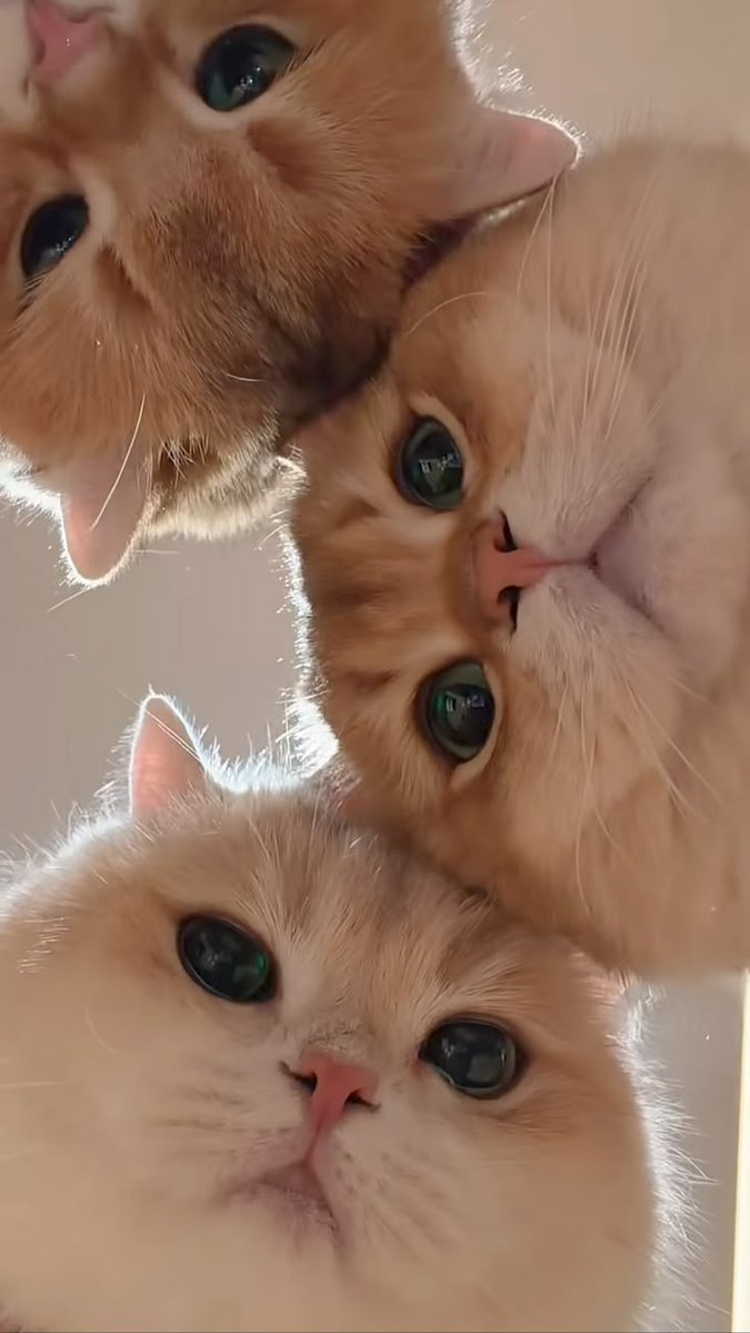 Cats all the way tweet media