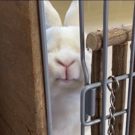 もっちぃ駅長🌕【公式】＠クラウドファンディングありがとうございました！ tweet media