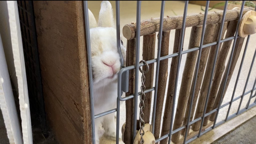 もっちぃ駅長🌕【公式】＠クラウドファンディングありがとうございました！ tweet media