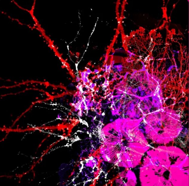 unidad básica ramiro leston tweet media