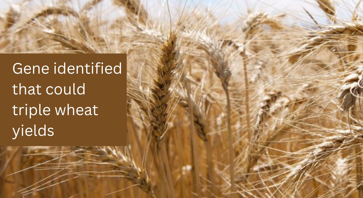 Infoblaze Australia tweet media