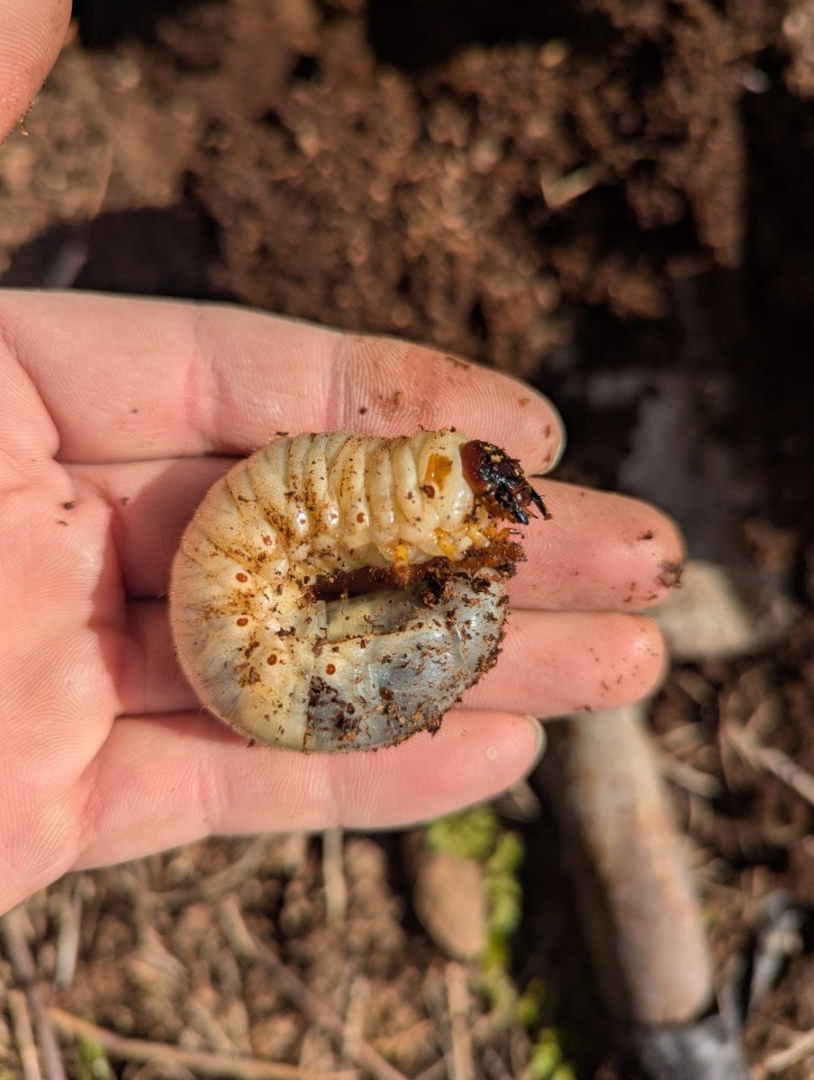 ちゅだ tweet media