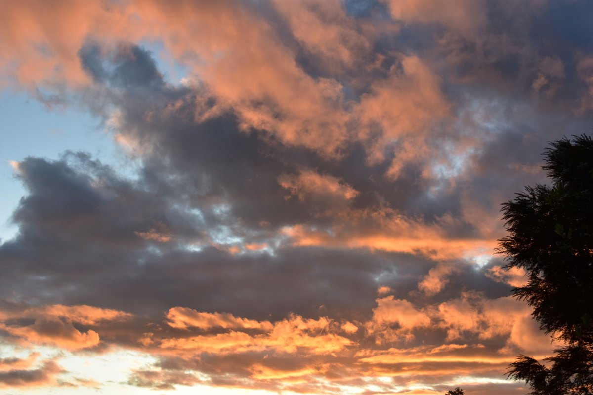 Elizabeth Barton tweet media