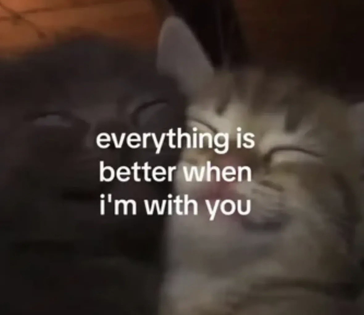 LiterallyMeCats tweet media