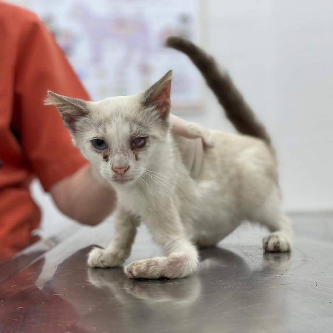 Mother Cat Rescue tweet media