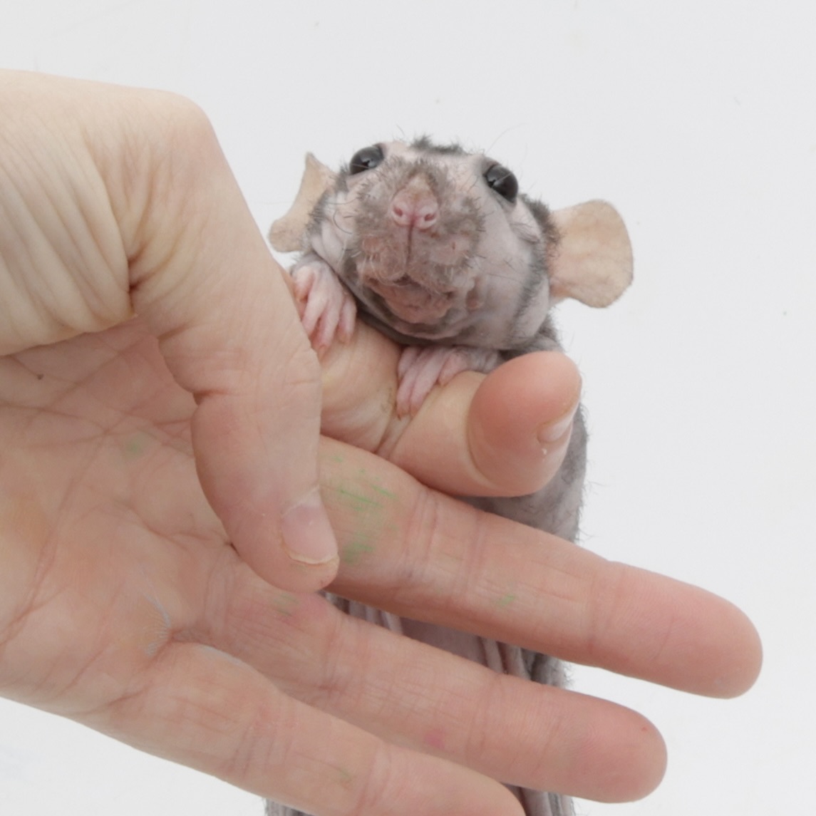 Shadow the Rat tweet media