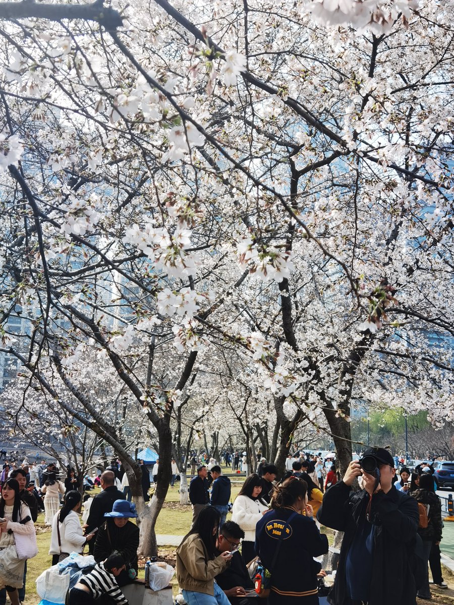 MingVlog's tweet photo. In Wuhan in March, cherry blossoms are in full bloom, attracting a large number of tourists to play, and the Wuhan Marathon is also running today. https://t.co/qtqSeRiOM6