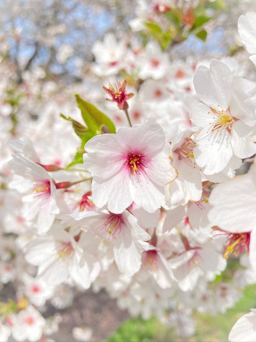 桜はいつ頃咲きますか？』 というお問い合わせが多くなってきました
