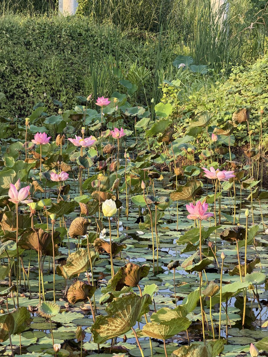 谢黄蓉 🪷 ว.ร. | txt cb on apr 13 tweet media