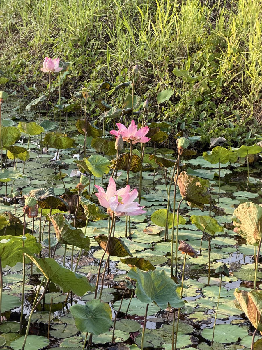 谢黄蓉 🪷 ว.ร. | txt cb on apr 13 tweet media