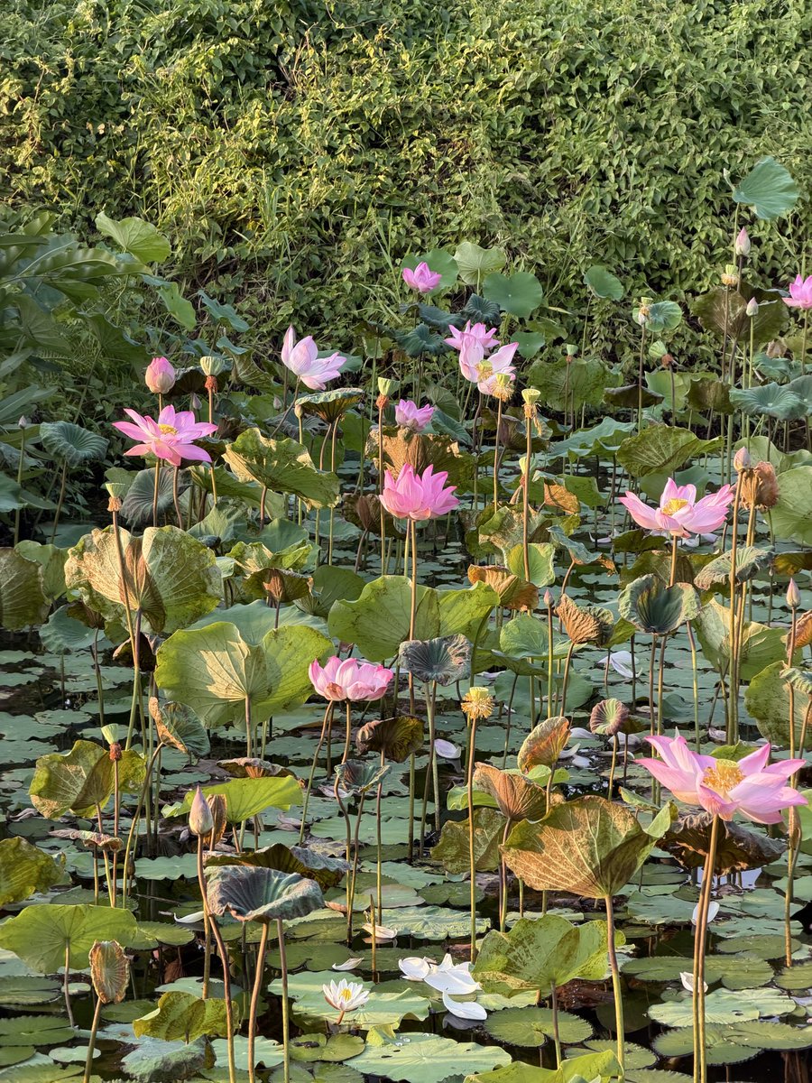 谢黄蓉 🪷 ว.ร. | txt cb on apr 13 tweet media