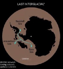 Commandante Pangolin Hugger tweet media
