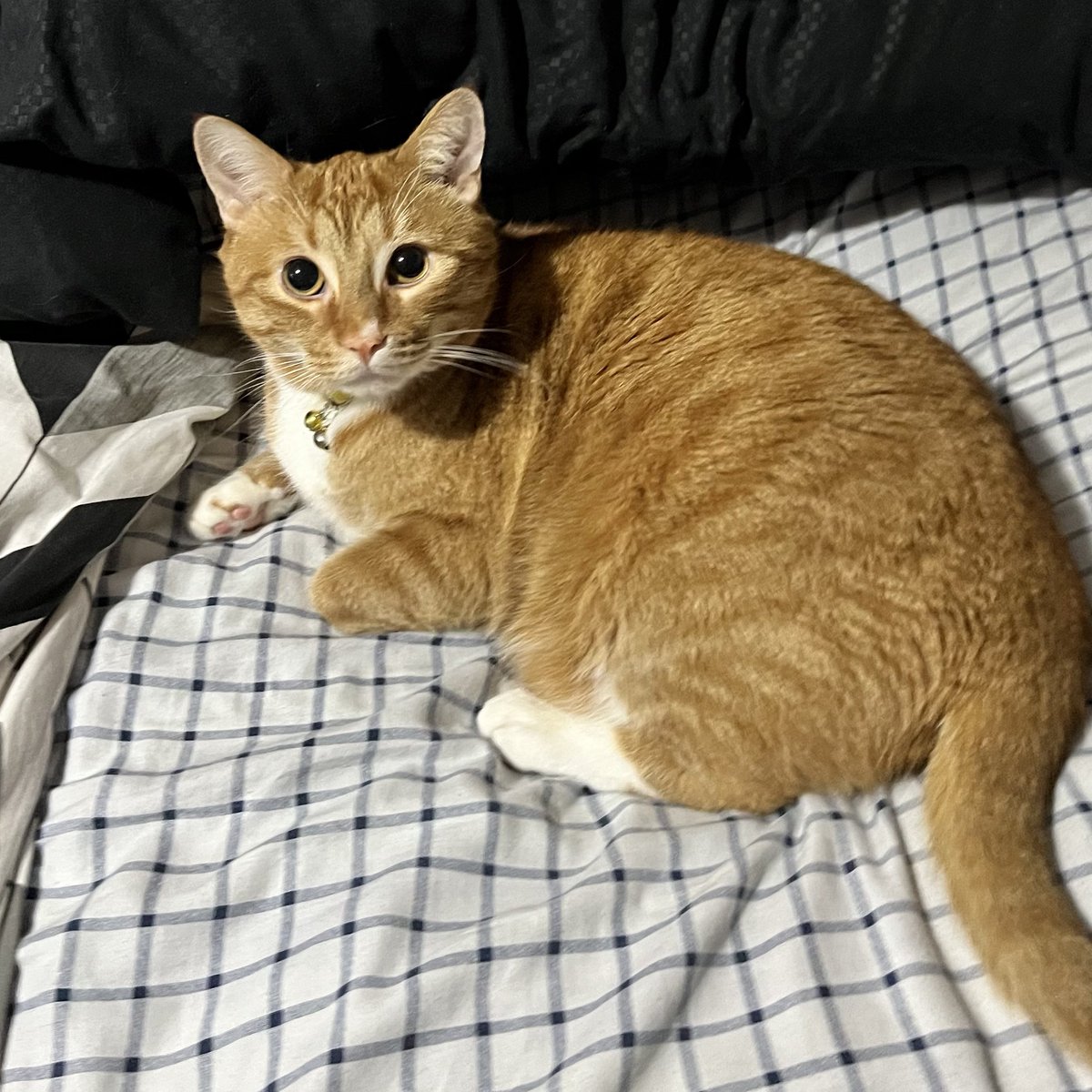 Sock’s father tweet media