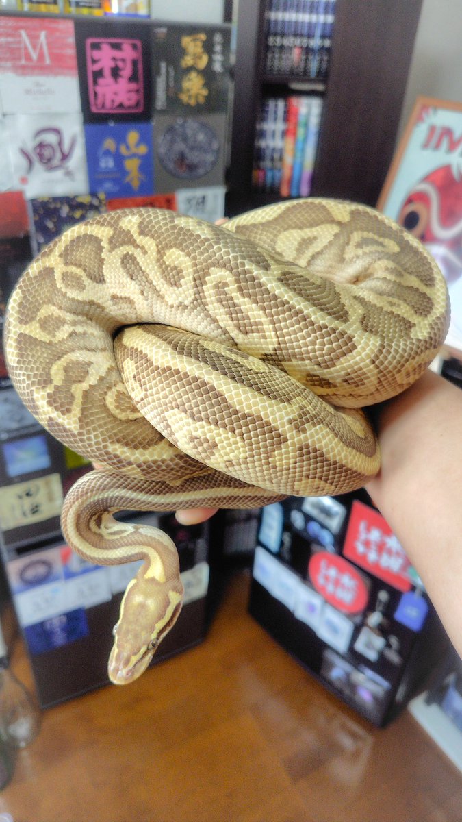 すずがん tweet media