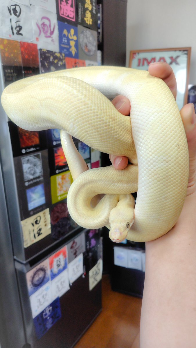 すずがん tweet media