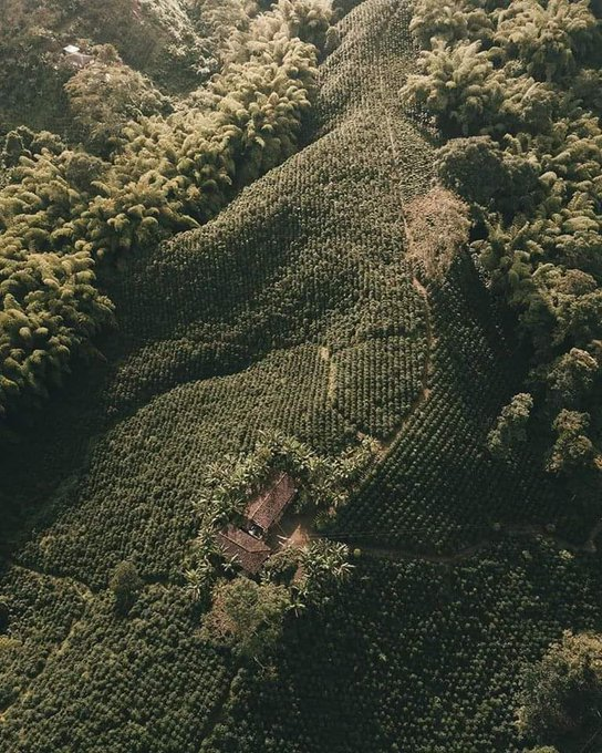 Historia de Colombia tweet media