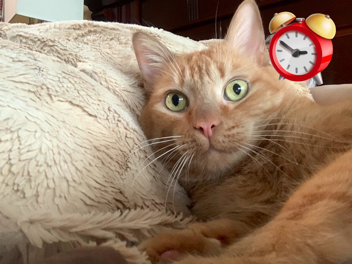 agushp's tweet photo. @Ilianalimon Este felino me despierta cada mañana https://t.co/reQQrDdrba