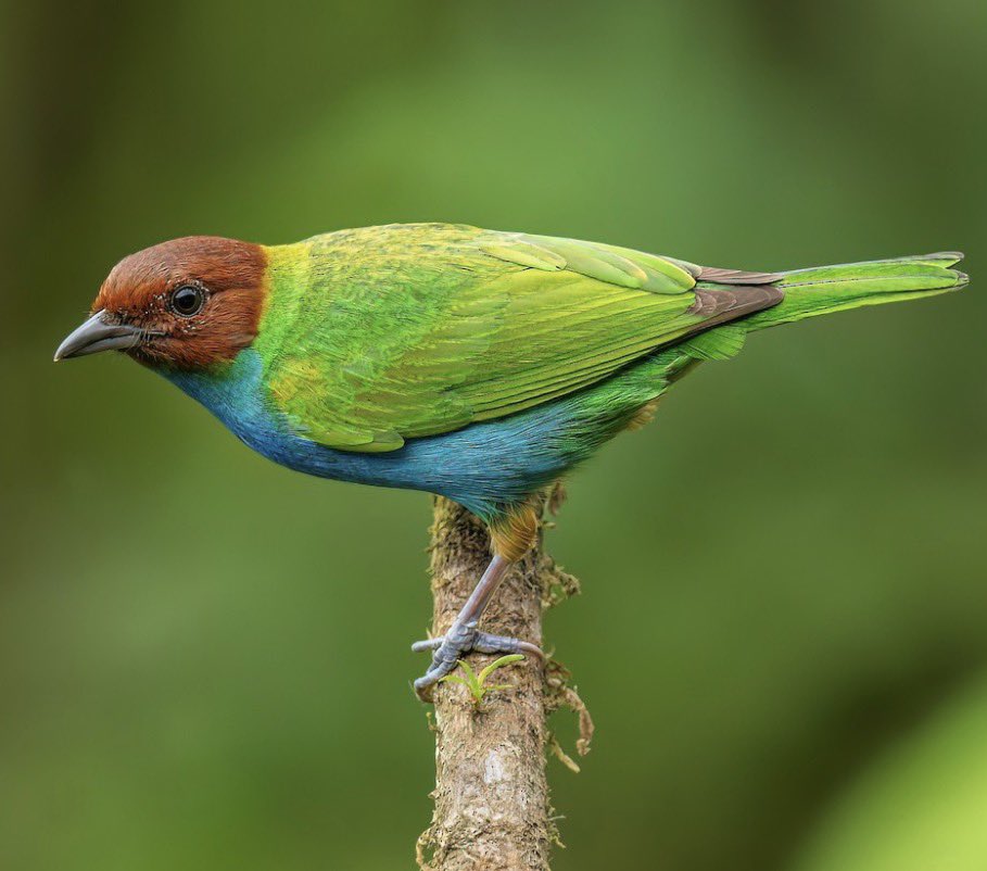 raschticky4's tweet photo. @wescillus Bay Headed Tanager https://t.co/OPuNrR1T8u
