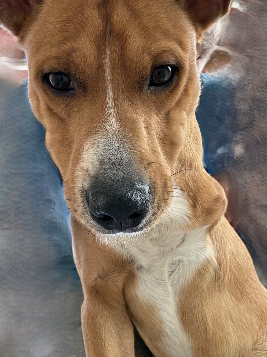 $CHALINO tweet media