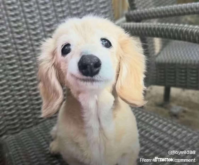 pecan 🌷 tweet media