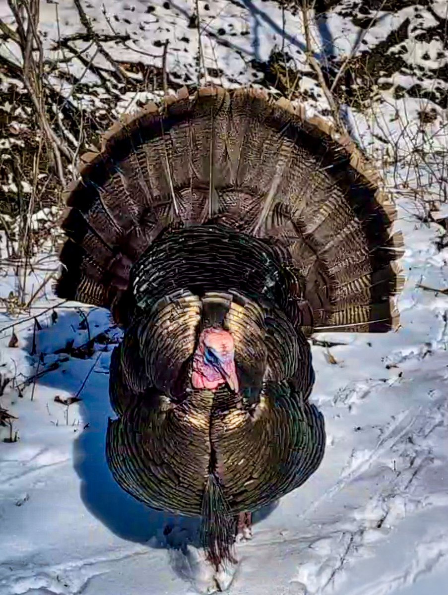 Meredeleo🇨🇦 tweet media