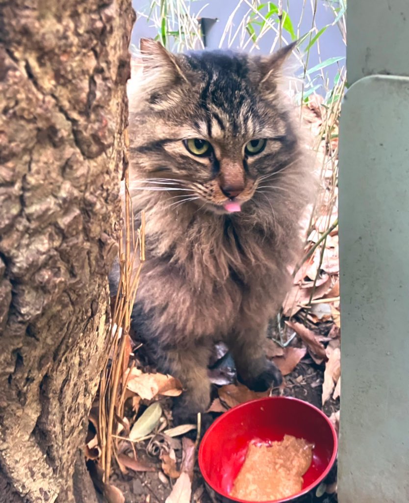 momo🍑 tweet media