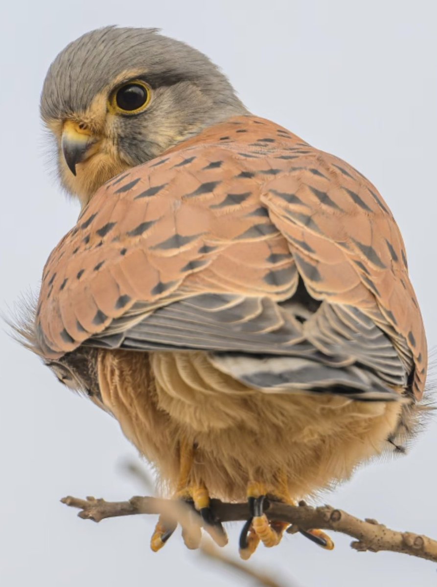 新西兰大肥鸠kererū tweet media