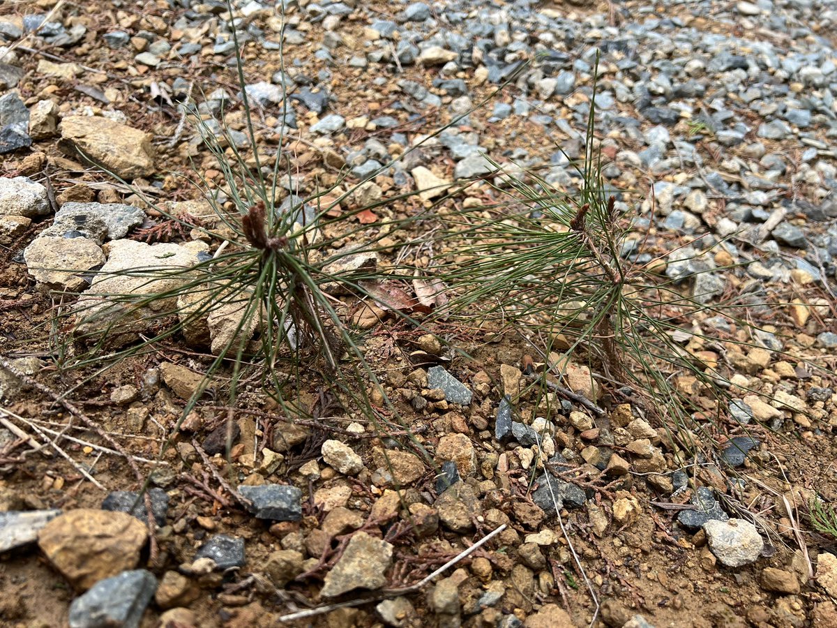 らうすこんぶ tweet media