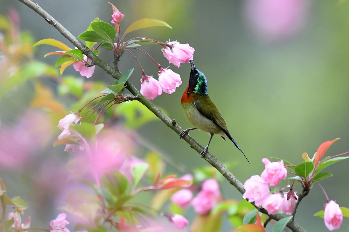 CGTNLatAm's tweet photo. Spring is painting China in every shade of bloom.🌸🌺
As many kinds of flowers burst into blossom across the country, China becomes a living canvas – washed in white, pink, yellow and countless other hues. Each petal carries the breath of spring, filling the air with color, warmth and new life. #ChinaSeen